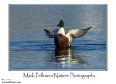 Drake shoveler Anas clypeata